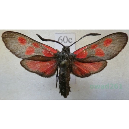 Zygaena viciae (Denis & Schiffermüller, 1775) Kraśnik wykowiec Deutschland60c